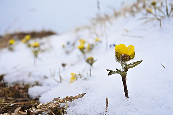 Will snow buttercup